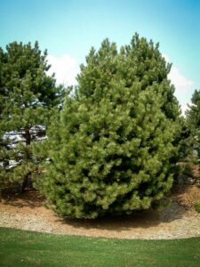 Сосна Чёрная (Pinus Nigra) купить по цене от 270.00р. в интернет-магазине «Посадика» с доставкой почтой в в Кемерове и по всей России – [изображение №1].