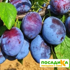 Слива Чачакская ранняя купить по цене от 229.00р. в интернет-магазине «Посадика» с доставкой почтой в в Кемерове и по всей России – [изображение №1].