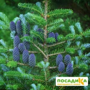 Пихта корейская (Abies koreana) купить по цене от 450.00р. в интернет-магазине «Посадика» с доставкой почтой в в Кемерове и по всей России – [изображение №1].