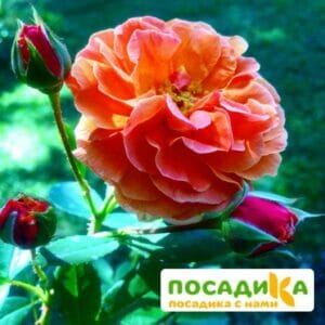 Роза Арабия купить по цене от 350.00р. в интернет-магазине «Посадика» с доставкой почтой в в Кемерове и по всей России – [изображение №1].