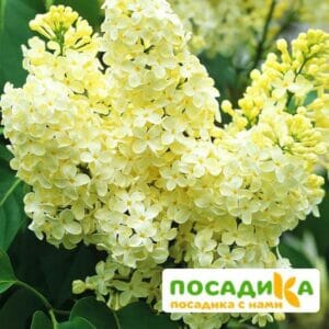 Сирень Примроуз (Primrose) купить по цене от 529.00р. в интернет-магазине «Посадика» с доставкой почтой в в Кемерове и по всей России – [изображение №1].