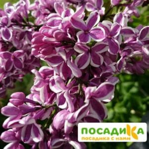 Сирень Сенсация купить по цене от 529.00р. в интернет-магазине «Посадика» с доставкой почтой в в Кемерове и по всей России – [изображение №1].