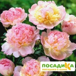 Пион Распберри Сандей (Paeonia Raspberry Sundae) купить по цене от 959р. в интернет-магазине «Посадика» с доставкой почтой в в Кемерове и по всей России – [изображение №1].