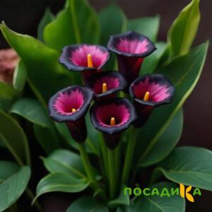 Калла Аура Лейс купить по цене от 400р. в интернет-магазине «Посадика» с доставкой почтой в в Кемерове и по всей России – [изображение №1].
