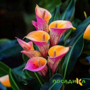 Калла Оникс купить по цене от 450р. в интернет-магазине «Посадика» с доставкой почтой в в Кемерове и по всей России – [изображение №1].