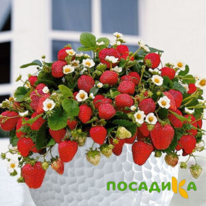 Клубника Рубиновый Шепот (горшечная) купить по цене от 240р. в интернет-магазине «Посадика» с доставкой почтой в в Кемерове и по всей России – [изображение №1].