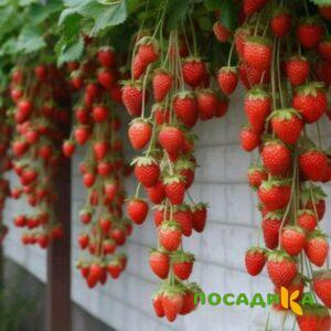 Клубника вьющаяся Комплимент купить по цене от 470р. в интернет-магазине «Посадика» с доставкой почтой в в Кемерове и по всей России – [изображение №1].