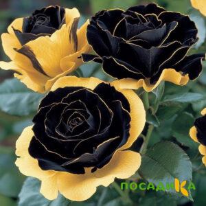 Роза Ханни Сикл купить по цене от 700р. в интернет-магазине «Посадика» с доставкой почтой в в Кемерове и по всей России – [изображение №1].