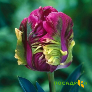 Тюльпан Экзотик Хэвен купить по цене от 186р. в интернет-магазине «Посадика» с доставкой почтой в в Кемерове и по всей России – [изображение №1].